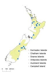 Dryopteris affinis distribution map based on databased records at AK, CHR & WELT.
 Image: K.Boardman © Landcare Research 2020 CC BY 4.0